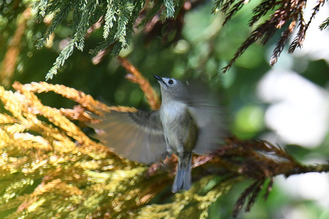 DSC_5829.jpg