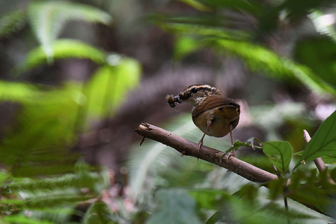 DSC_5832.jpg