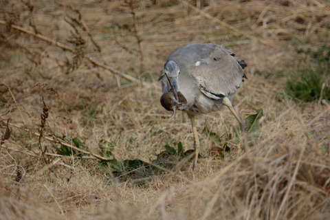 DSC_5861.jpg