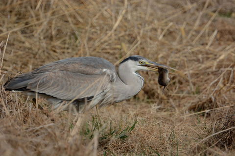 DSC_5888.jpg