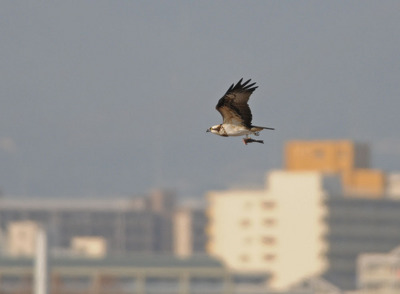 DSC_5933.jpg