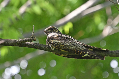 DSC_5966.jpg