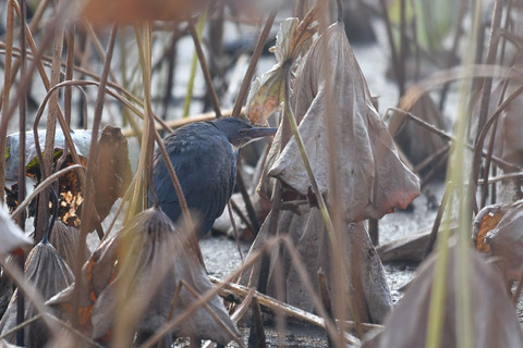 DSC_5979.jpg