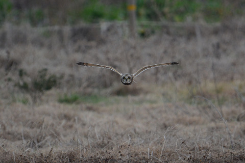 DSC_5980.jpg