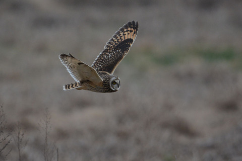 DSC_5991.jpg