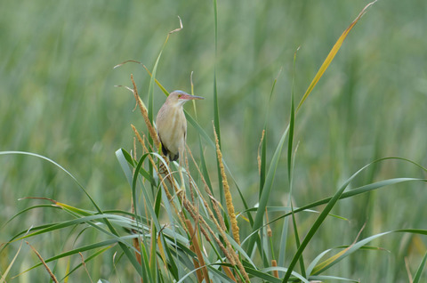 DSC_5992.jpg