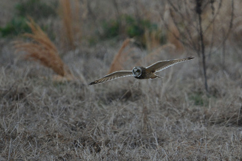 DSC_6002.jpg