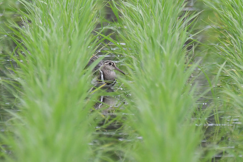 DSC_6004.jpg