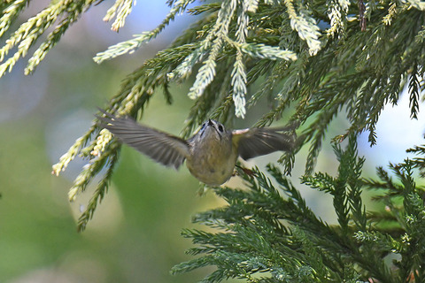 DSC_6011.jpg