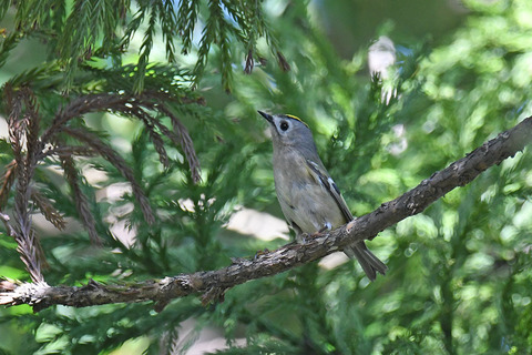 DSC_6024.jpg