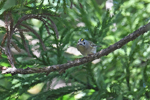 DSC_6032.jpg
