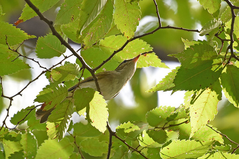 DSC_6039.jpg