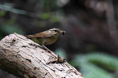 DSC_6039.jpg
