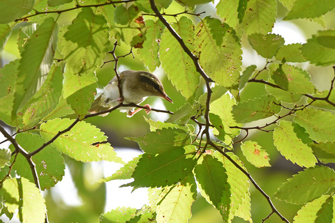 DSC_6050.jpg
