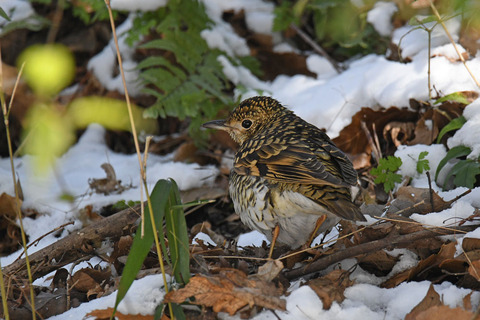 DSC_6064.jpg