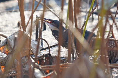 DSC_6074.jpg