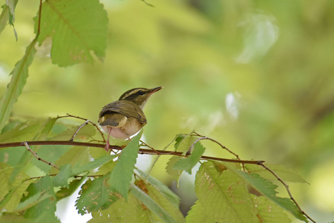 DSC_6090.jpg