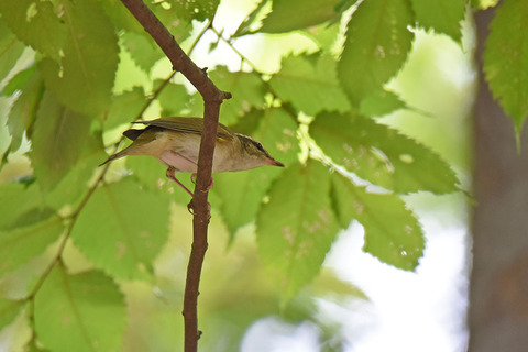 DSC_6103.jpg