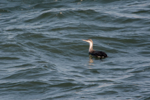 DSC_6112.jpg