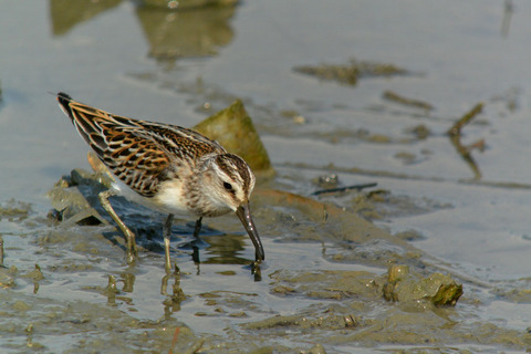DSC_6112.jpg