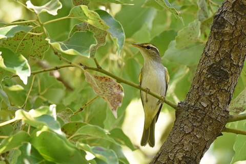 DSC_6131.jpg