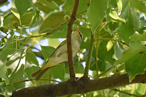 DSC_6137.jpg