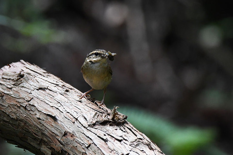 DSC_6144.jpg