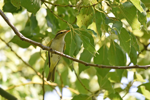 DSC_6146.jpg