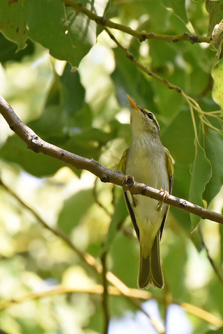 DSC_6153.jpg