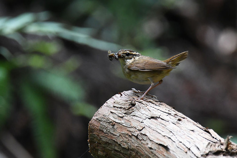 DSC_6154.jpg