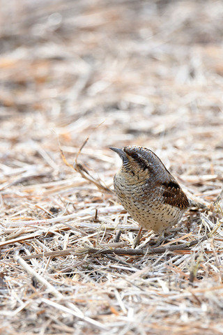 DSC_6159.jpg