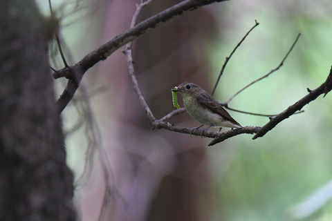 DSC_6176.jpg