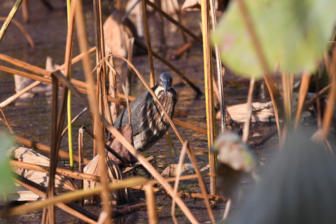 DSC_6196.jpg