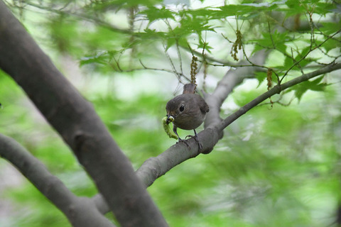 DSC_6199.jpg
