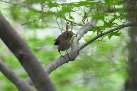 DSC_6204.jpg