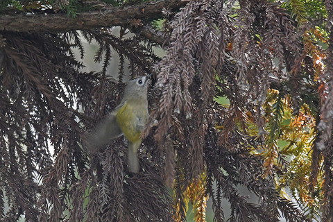 DSC_6216.jpg