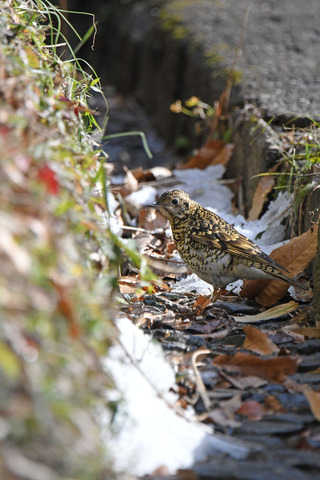 DSC_6220.jpg