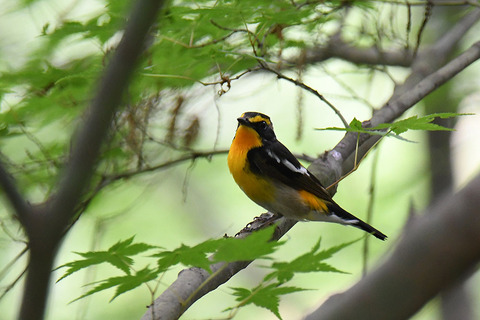 DSC_6249.jpg