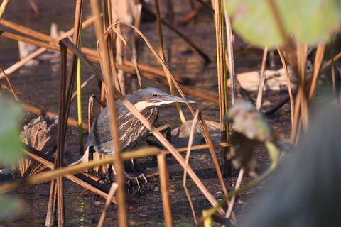 DSC_6254.jpg