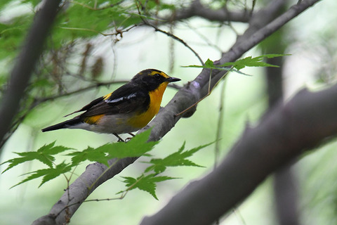 DSC_6263.jpg