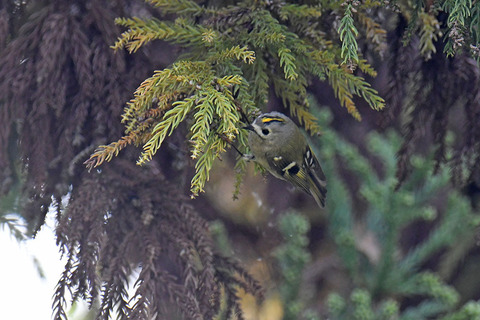 DSC_6304.jpg