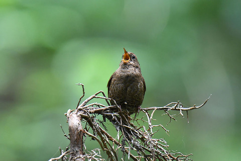 DSC_6319.jpg