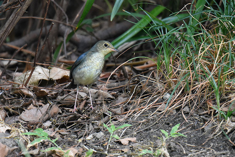 DSC_6323.jpg
