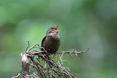 DSC_6325.jpg