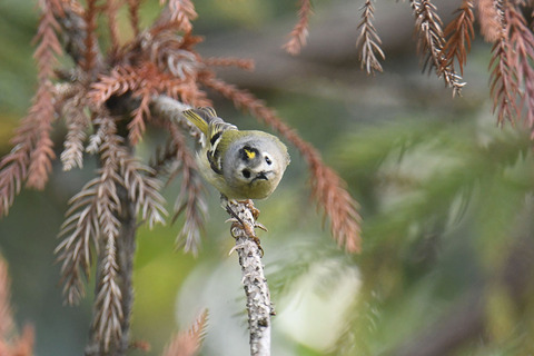 DSC_6344.jpg