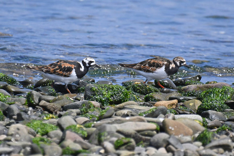 DSC_6346.jpg