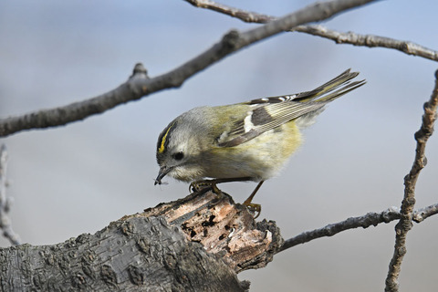 DSC_6347.jpg