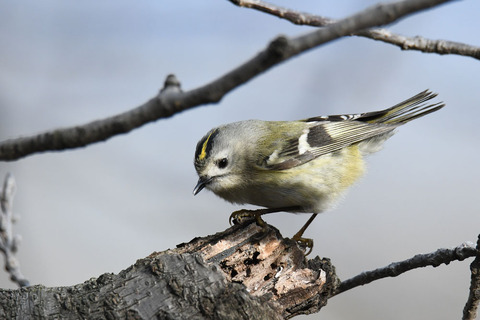 DSC_6348.jpg