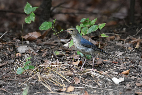 DSC_6350.jpg