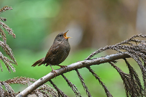 DSC_6358.jpg